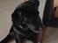 Blanding af racer Sheeba