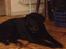 Blanding af racer Sheeba
