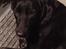 Blanding af racer Sheeba