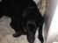 Blanding af racer Sheeba