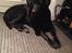 Blanding af racer Sheeba