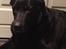Blanding af racer Sheeba