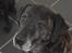 Blanding af racer Ronja
