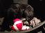 Blanding af racer Sheeba