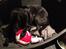 Blanding af racer Sheeba