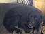 Blanding af racer Sheeba