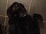Blanding af racer Sheeba
