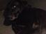 Blanding af racer Sheeba