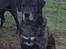 Blanding af racer Ronja