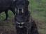 Blanding af racer Ronja