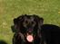 Blanding af racer Sheeba