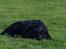 Blanding af racer Sheeba