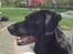 Blanding af racer Sheeba