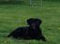 Blanding af racer Sheeba