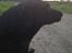 Blanding af racer Sheeba