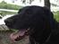 Blanding af racer Sheeba