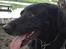 Blanding af racer Sheeba