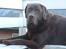 Labrador retriever Louie