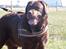 Labrador retriever Louie - Louie med på rideskolen