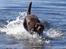 Labrador retriever Louie - Louie ved stranden