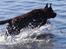 Labrador retriever Louie - Louie ved stranden