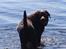 Labrador retriever Louie - Louie ved stranden
