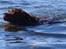 Labrador retriever Louie - Louie ved stranden