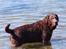 Labrador retriever Louie - Louie ved stranden