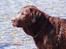 Labrador retriever Louie - Louie ved stranden
