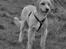 Blanding af racer Nala