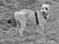 Blanding af racer Nala