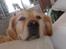 Golden retriever Bailey - Himmelhunden Bailey 