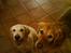 Golden retriever Bailey - Bailey og Charlie 