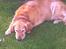 Golden retriever Bailey