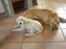 Golden retriever Bailey