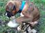 Boxer Tyson