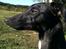 Whippet *StarRunners Dex - 2013