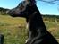 Whippet *StarRunners Dex
