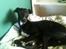 Whippet *StarRunners Dex