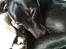 Whippet *StarRunners Dex