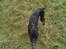 Whippet *StarRunners Dex