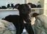 Whippet *StarRunners Dex