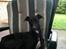 Whippet *StarRunners Dex