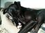 Whippet *StarRunners Dex