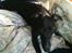 Whippet *StarRunners Dex