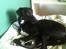 Whippet *StarRunners Dex