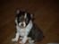 Chihuahua Papi's Amazing Angel (Papi)