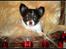 Chihuahua Papi's Amazing Angel (Papi) - Papi ønsker glædelig jul 2013