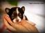 Chihuahua Papi's Amazing Angel (Papi) - Min smukke dejlige prinsesse her er Papi 4 uger <3