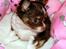 Chihuahua Papi's Amazing Angel (Papi) - Papi er ved at blive en smuk smuk pige <3